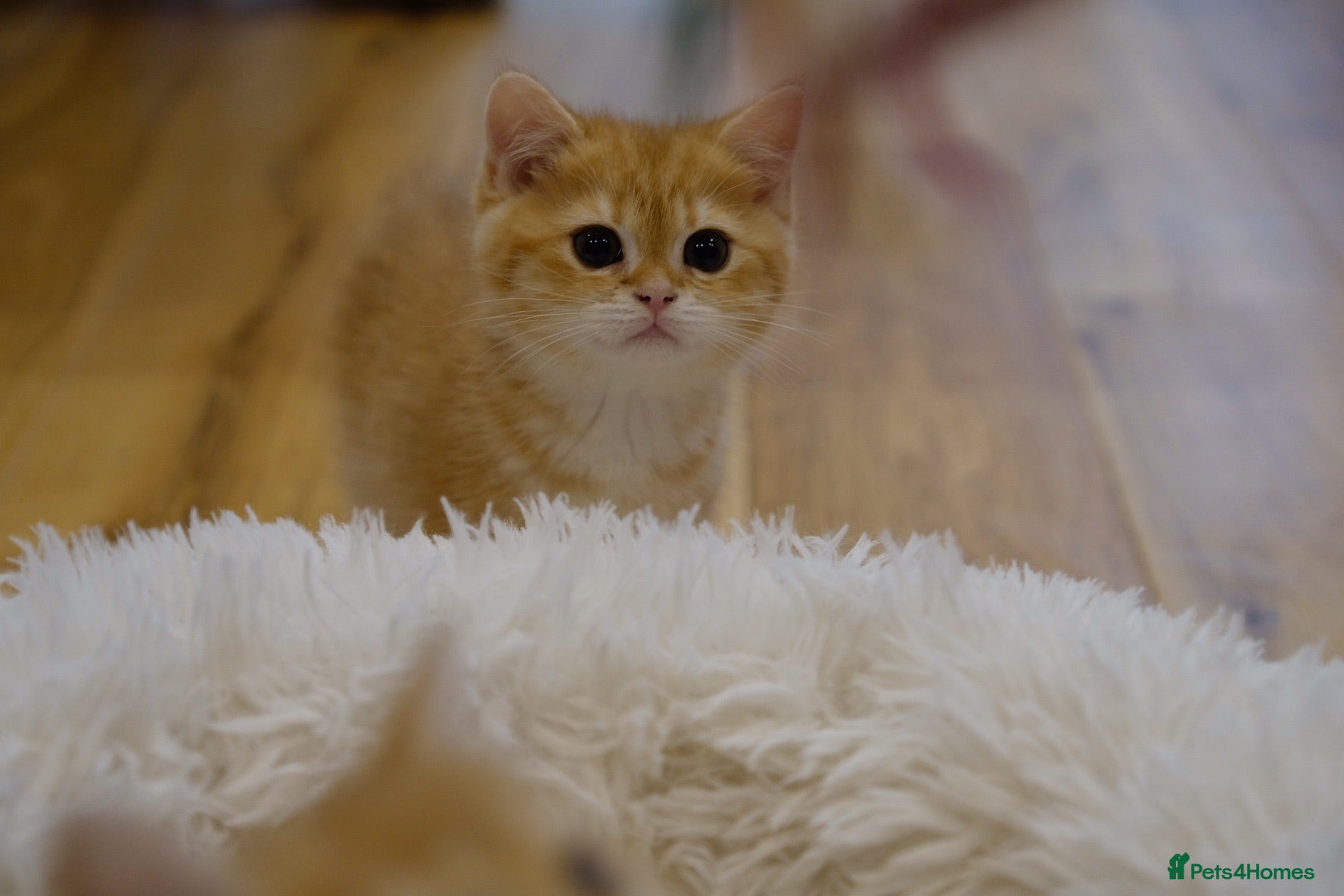 British Shorthair cats Gorgeous BSH GOLDEN BOYS TICA reg - Advert 2