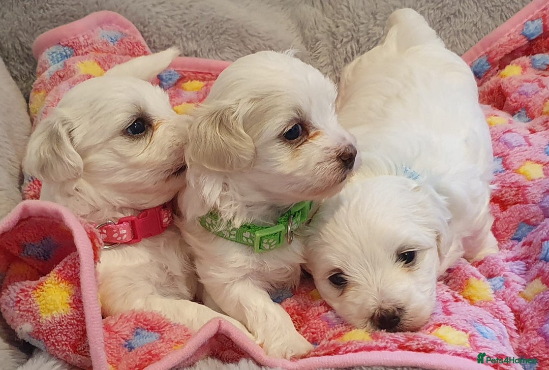Maltese dogs for sale: Maltese Puppy KC Registred 9 weeks old London EN5 - Image 24