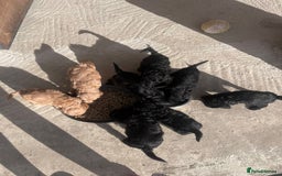 Cockapoo dogs for sale: Stunning black cockapoos  - Image 10