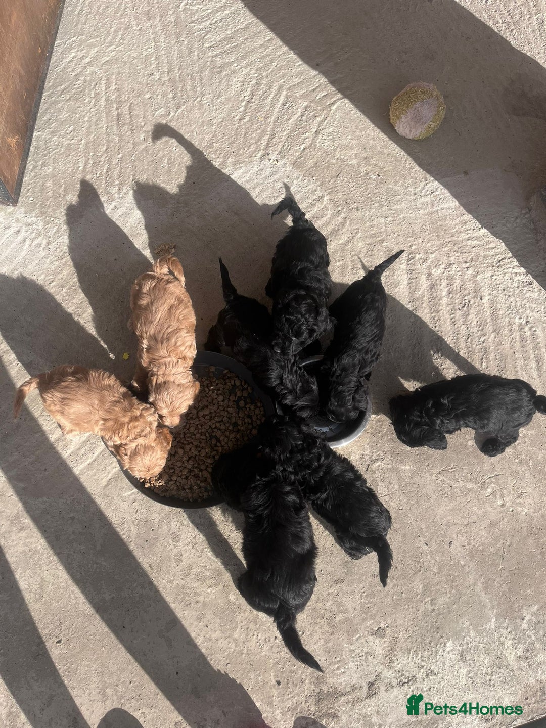 Cockapoo dogs for sale: Stunning black cockapoos  - Image 10