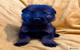 German Shepherd dogs for sale: 4* Licensed. KC Registered. Health Tested Parents - Image 9