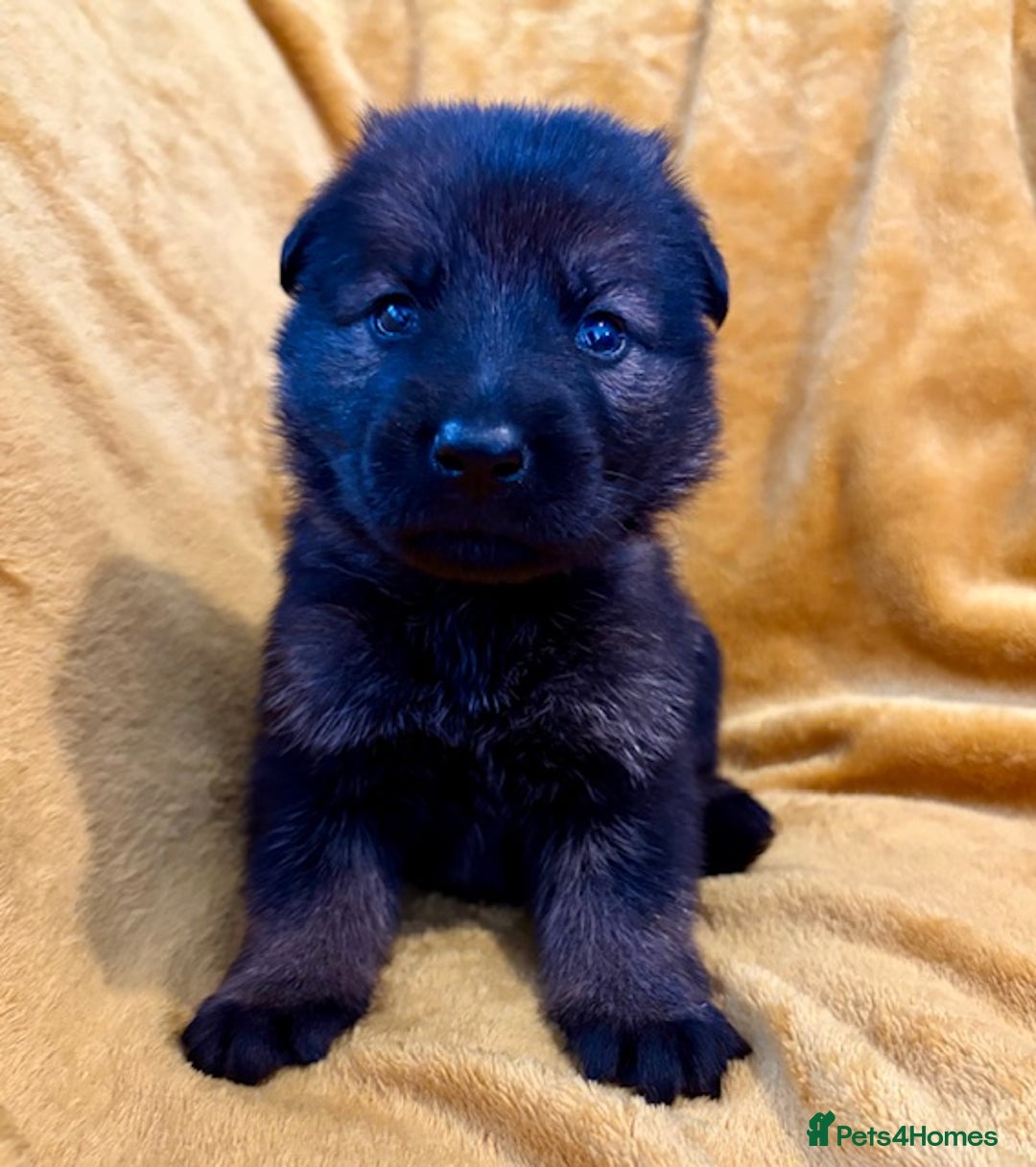 German Shepherd dogs for sale: 4* Licensed. KC Registered. Health Tested Parents - Image 9