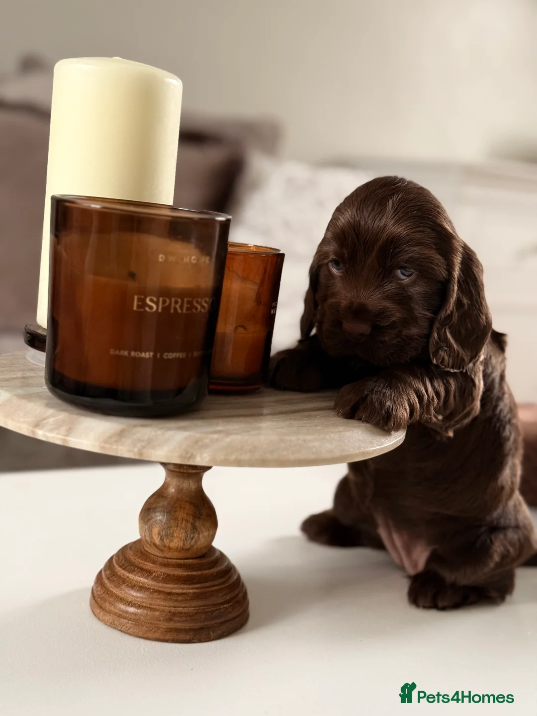 Cocker Spaniel dogs for sale: Show cocker spaniels  - Advert 10