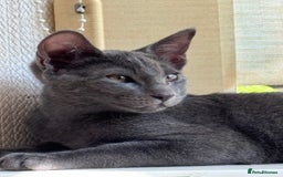 Oriental cats for sale: Ready now! Beautiful oriental mix kittens  - Image 17