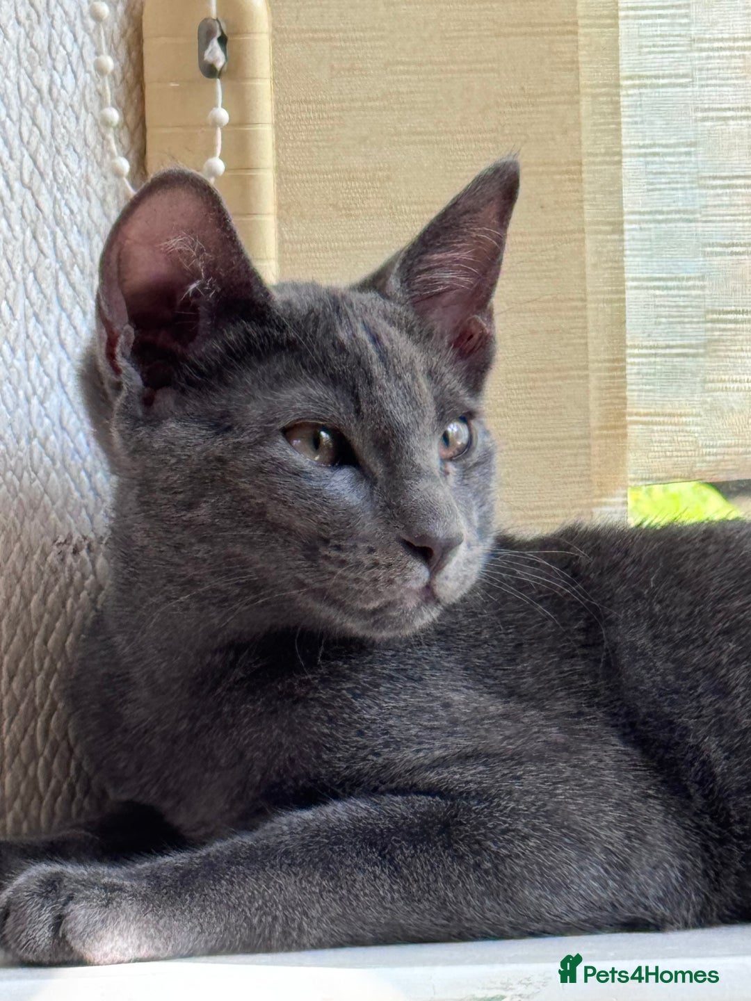 Oriental cats for sale: Ready now! Beautiful oriental mix kittens  - Image 17