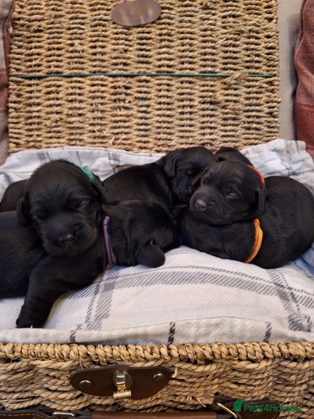 Cockerdor dogs for sale: stunning cockerdors (1left)🐶 5⭐️ licensed breeder - Advert 20