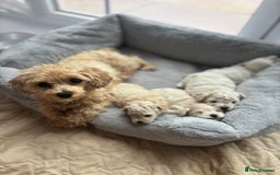 Poochon dogs for sale: 4 Girls Poochon white/Beige 2 reserved 2 avaliable - Image 3