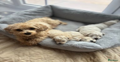Poochon dogs - Advert 5