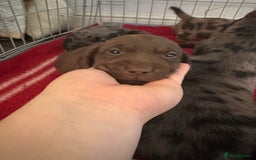 Mixed Breed dogs for sale: Dachshador puppies  - Image 2
