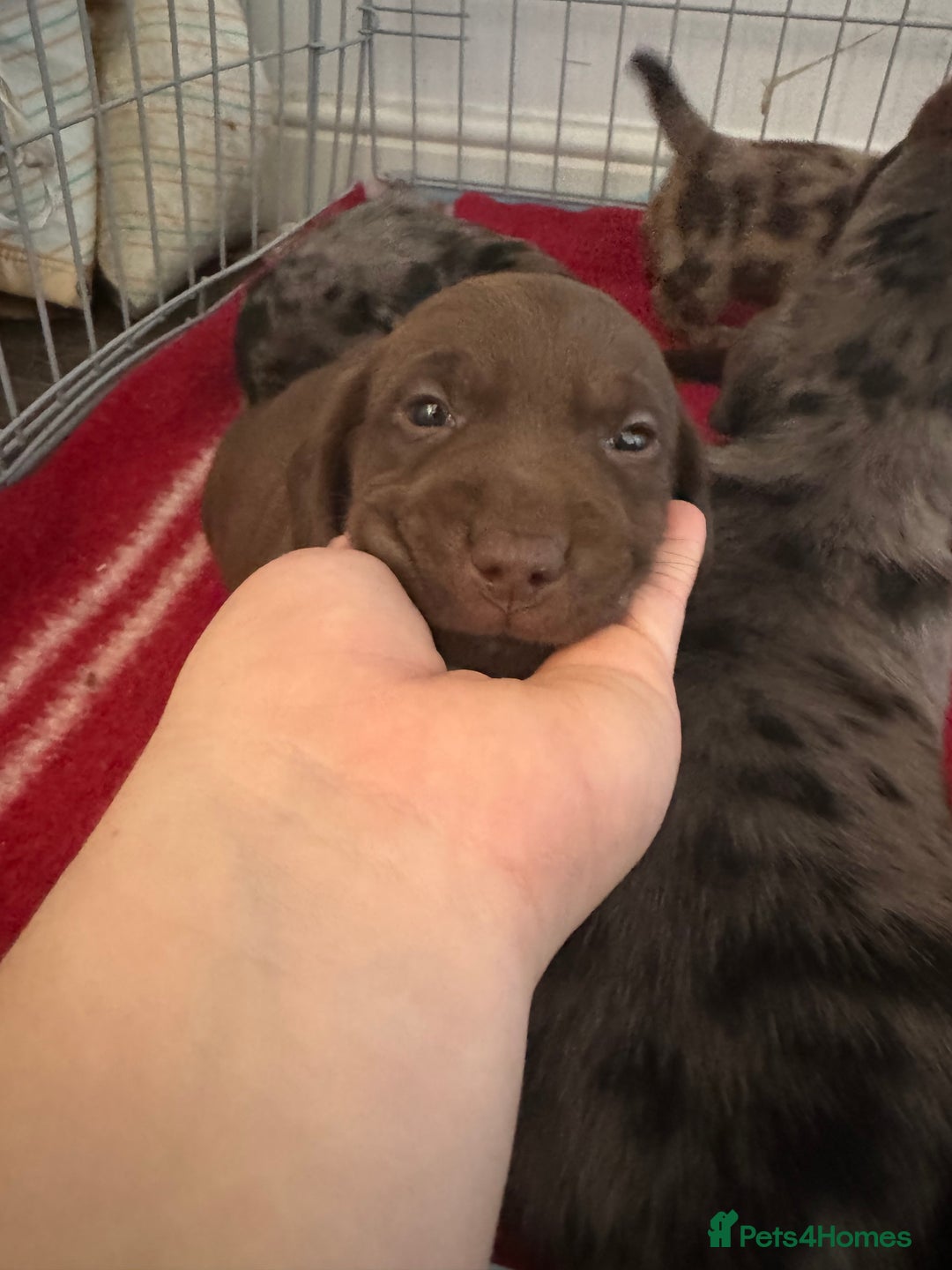 Mixed Breed dogs for sale: Dachshador puppies  - Image 2