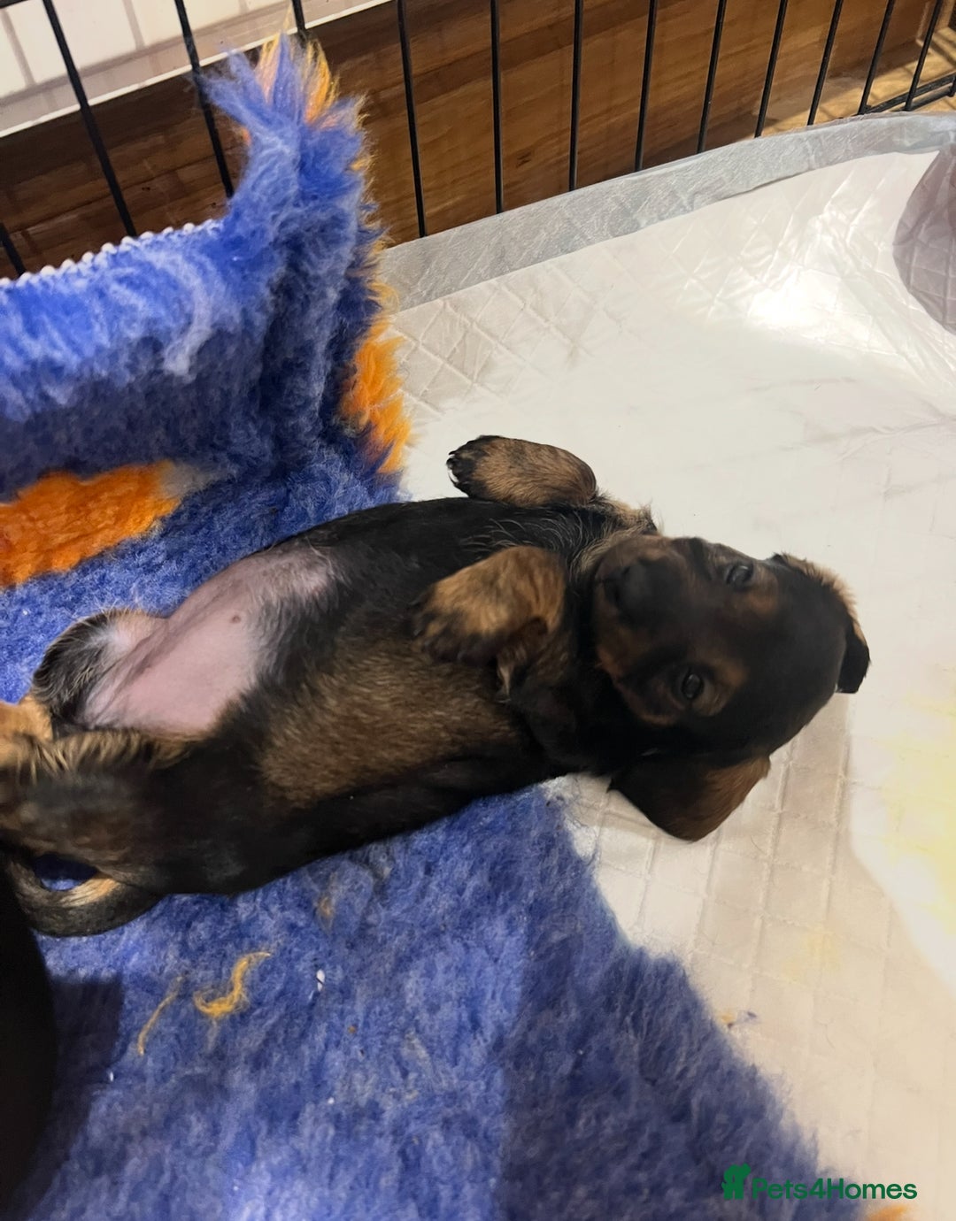 Miniature Dachshund dogs for sale: **Exceptionally well Raised Miniature Dachshunds** - Advert 13