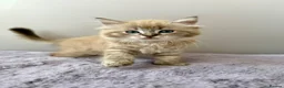 Ragdoll cats for sale: TICA registered cherubim ragdoll kittens - Advert 7