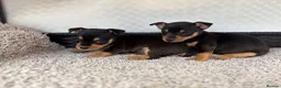 Mixed Breed dogs for sale: Jack Russell Cross Chorkie Puppies - Advert 30