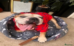 English Bulldog dogs for sale: Most loveable English Bulldog (I don’t want cash) - Image 2