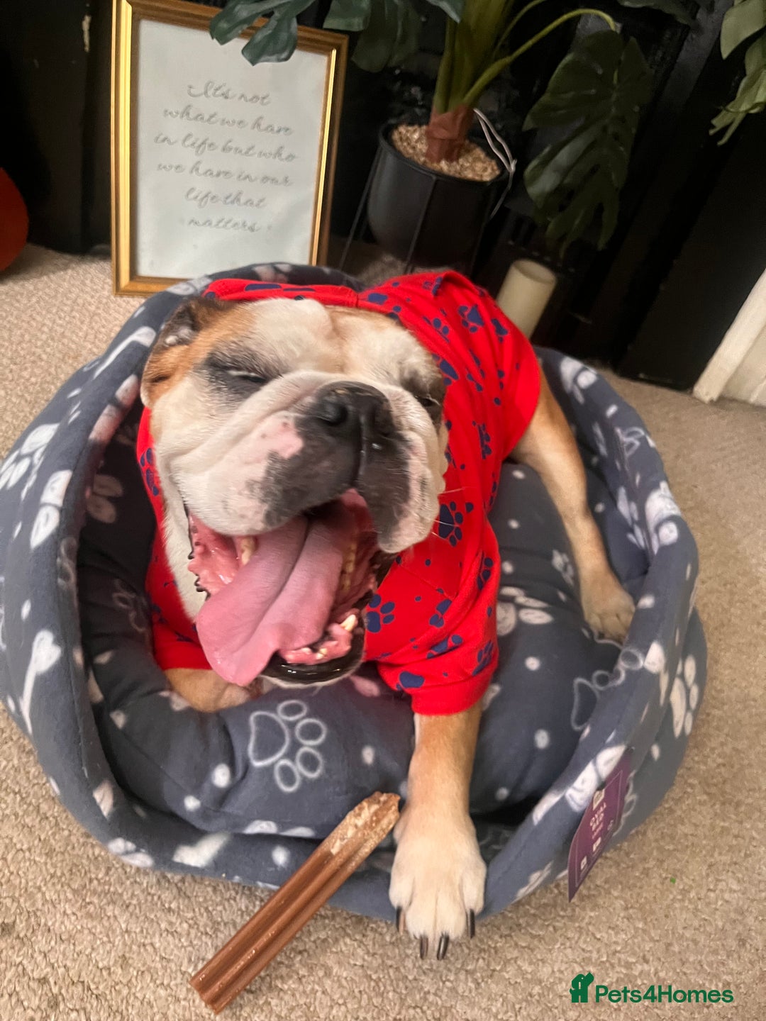 English Bulldog dogs for sale: Most loveable English Bulldog (I don’t want cash) - Image 2