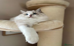 Ragdoll cats for sale: TICA registered blue mink ragdoll kitten - Image 4