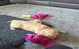 Golden Retriever dogs for sale: Beautiful Golden Retriever puppies - Image 8