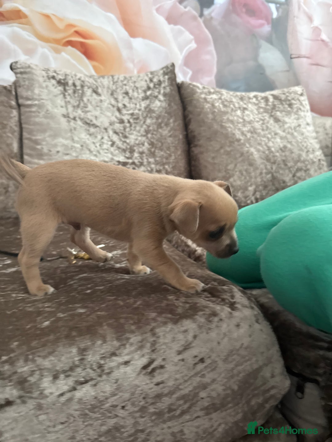 Chihuahua dogs for sale: Chihuahua for sale  - Image 3