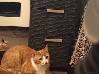 Domestic Shorthair cats Male cat for sale - 9 months old - Advert 2