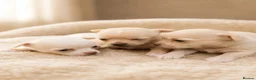 Chihuahua dogs for sale: Stunning short haired chihuahua  - Advert 1