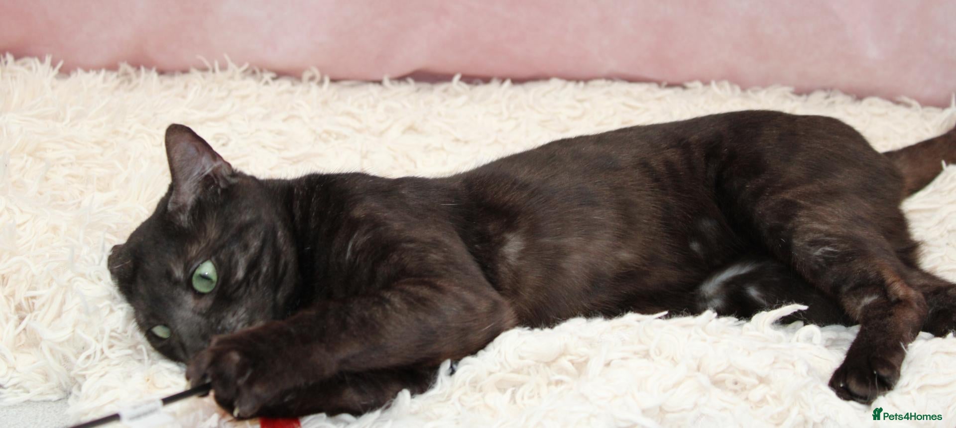 Bengal cats for sale: Retired bengal black smoke  - Advert 2