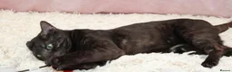 Bengal cats for sale: Retired bengal black smoke  - Advert 9