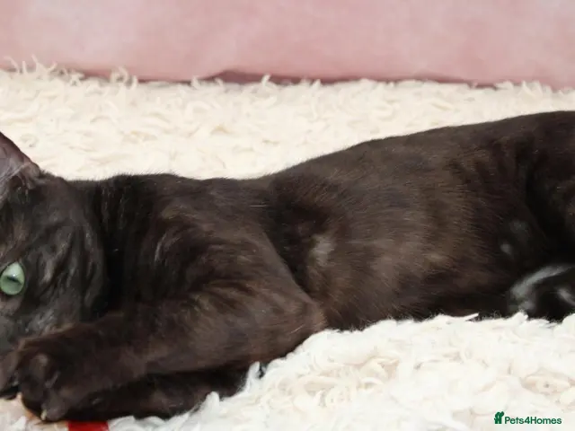 Bengal cats for sale: Retired bengal black smoke - Advert 2