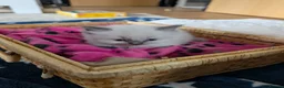 Ragdoll cats for sale: Healthy ragdoll kittens in Auchterarder - Advert 5