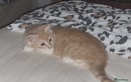 Mixed Breed cats for sale: Half norweigen forest cat 1/4 bengal 1/4 longhair - Image 14