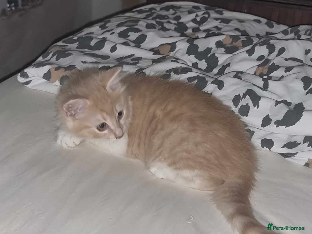 Mixed Breed cats for sale: Half norweigen forest cat 1/4 bengal 1/4 longhair - Image 14