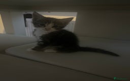 British Shorthair cats for sale: kittens  - Image 6