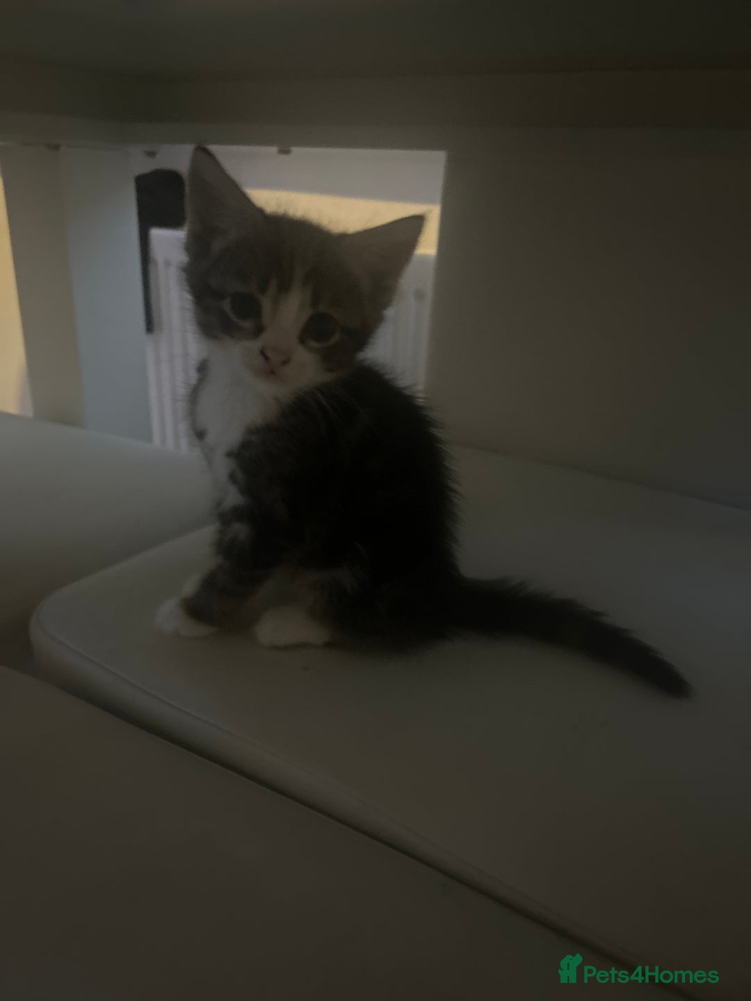 British Shorthair cats for sale: kittens  - Image 6