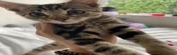 Bengal cats for sale: One little female Bengal x - Advert 8