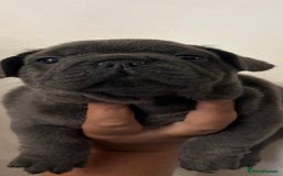 Mixed Breed dogs for sale: Mini bully's  - Image 1