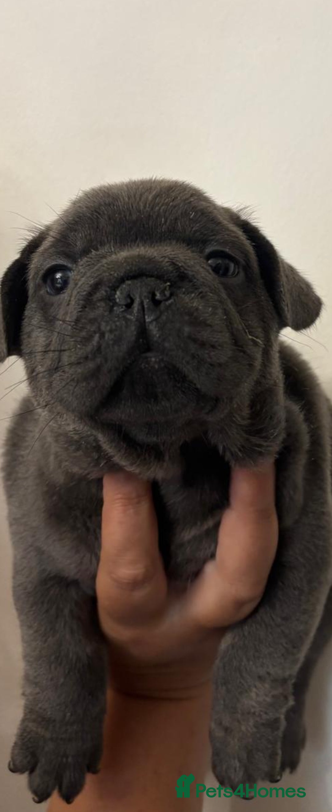 Mixed Breed dogs for sale: Mini bully's  - Image 1