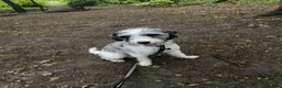 Cockapoo dogs for sale: Loving Home Wanted for Monty – 20 Month Cockapoo - Advert 2