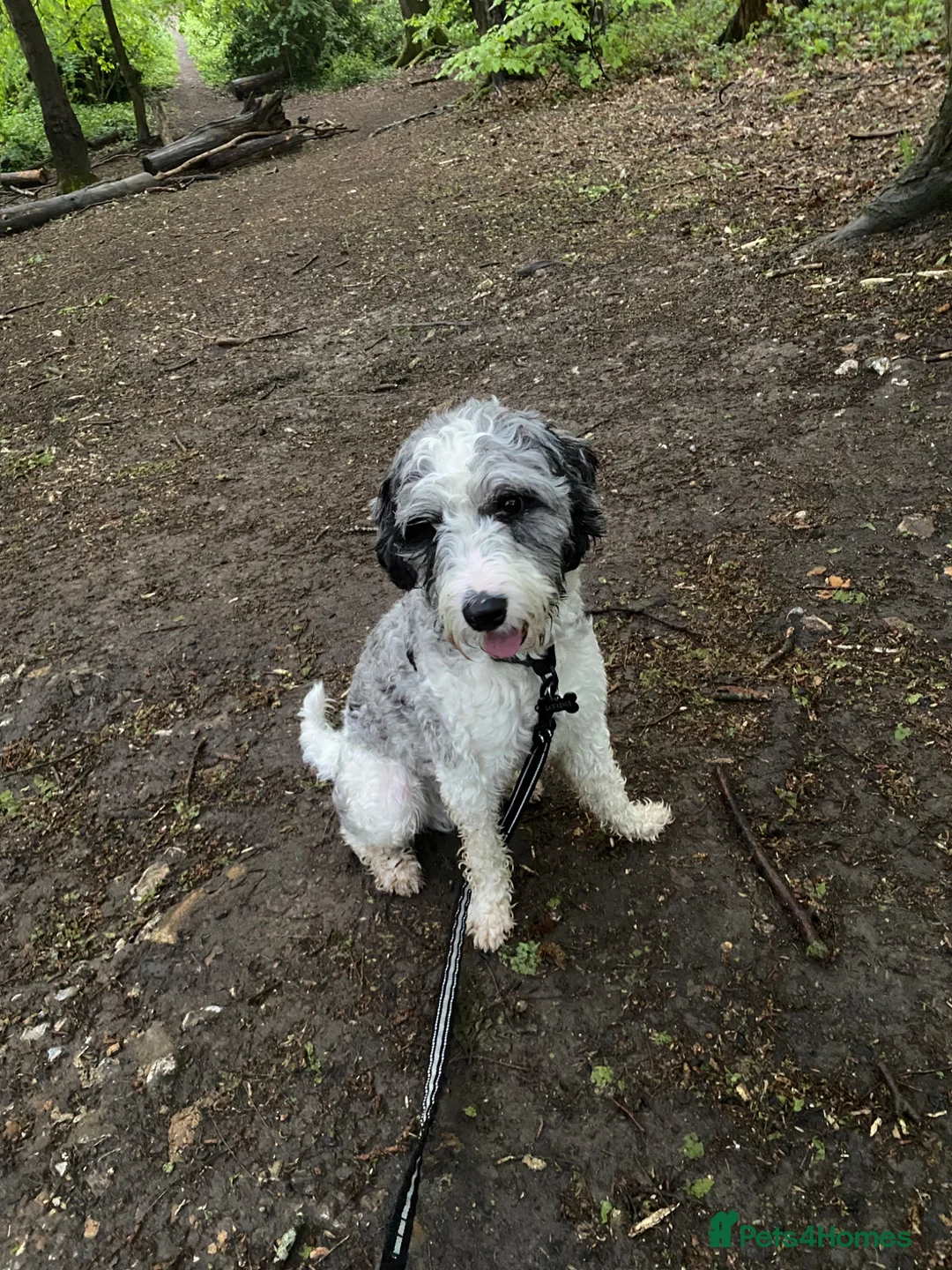 Cockapoo dogs for sale: Loving Home Wanted for Monty – 20 Month Cockapoo - Advert 2