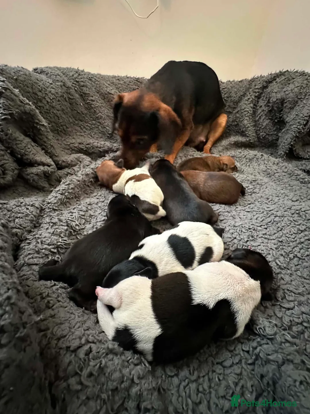 Chiweenie dogs for sale: 🐾 Pocket-Sized Pups Looking for Loving Homes! 🐾  - Advert 9