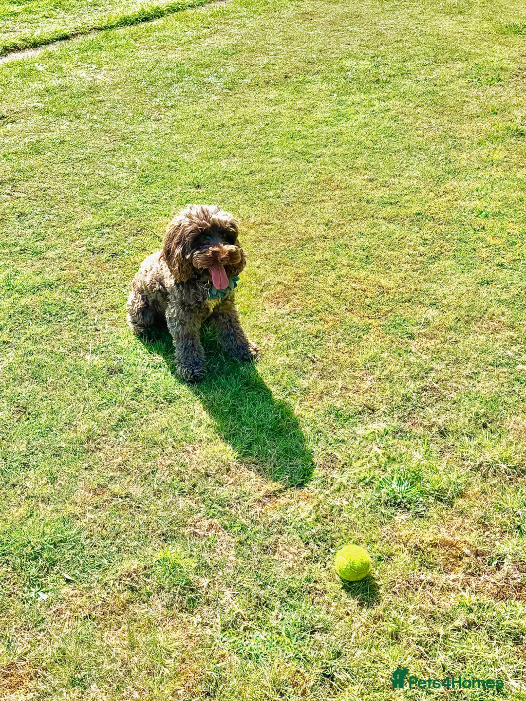 Cockapoo dogs for sale: Beautiful Red mini cockapoo girl ready in April - Advert 2