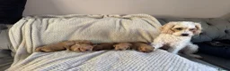 Cavapoo dogs for sale: Fully health checked, family raised Cavapoos - Advert 19