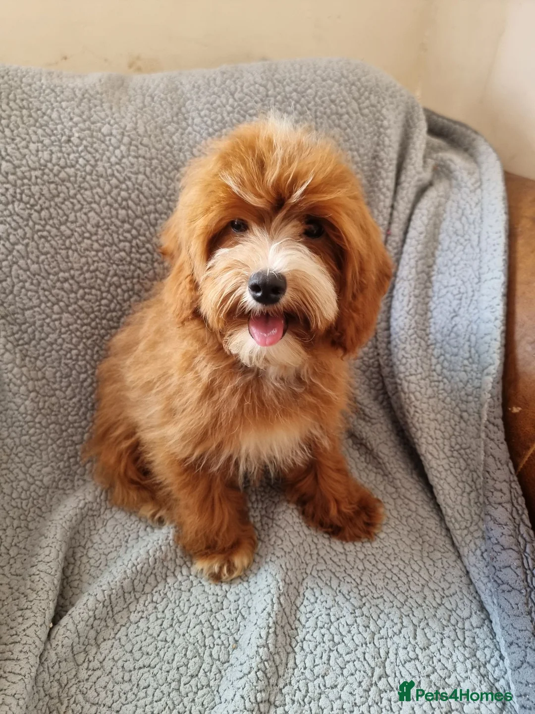 Mixed Breed dogs for sale: 🧸 multipoo puppys 🧸 - Advert 6