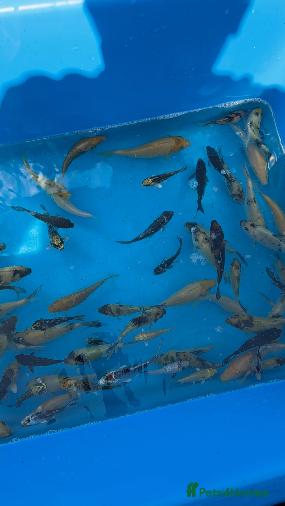 Koi Carp fish for sale: Koi carp tosai - Advert 2