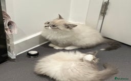 Siberian cats for sale: Blue eyed Adorable Siberian Neva masquerade  - Advert 5