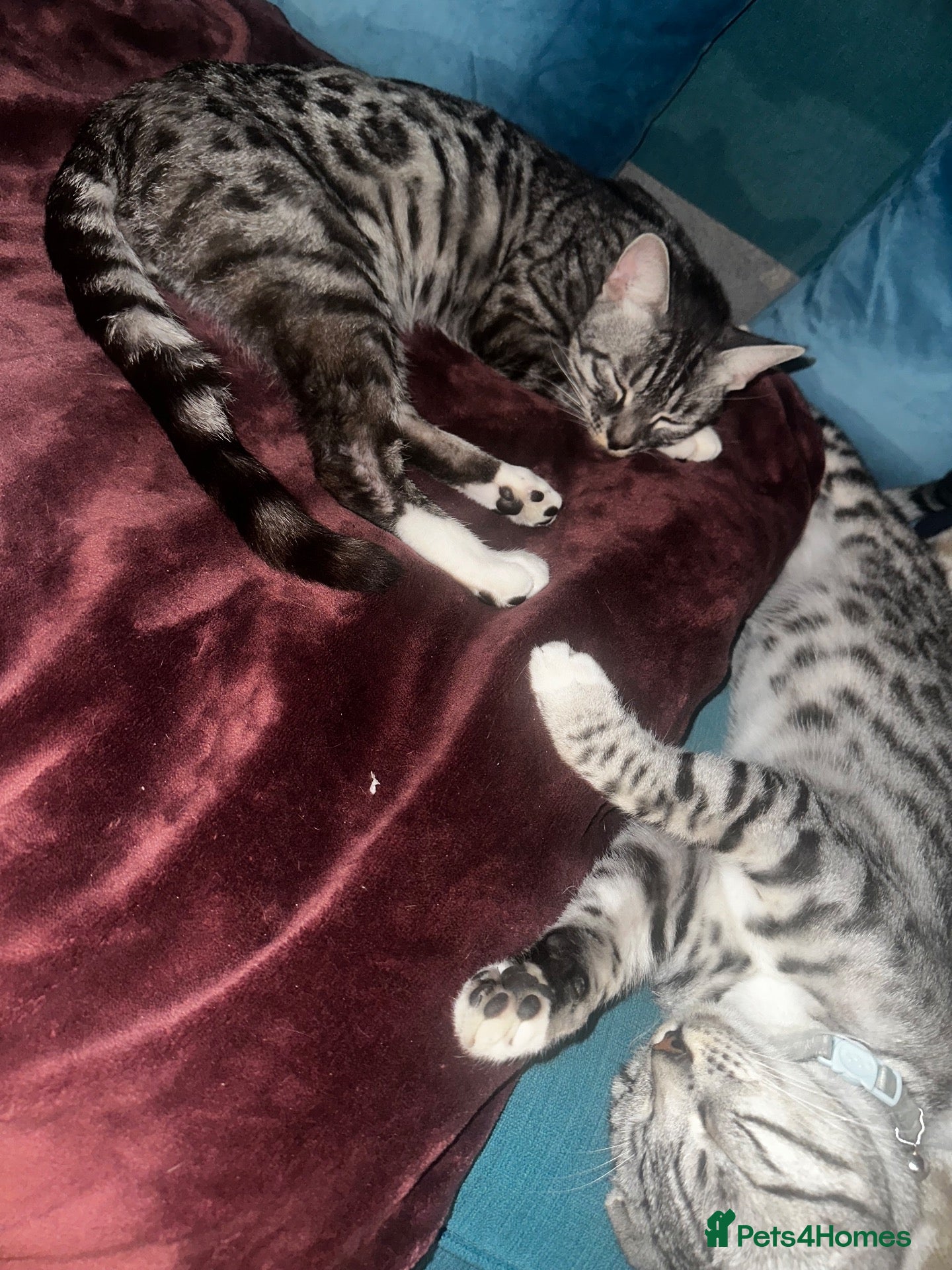 Bengal cats Silver bengal kittens - Advert 3