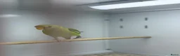 Parakeets birds for sale: Baby plum headed  - Advert 4