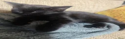 Mixed Breed cats for sale: Kitten  in Worksop - Advert 10