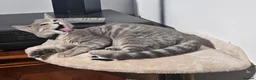 Bengal cats for sale: Stunning Snow Lynx Female Bengal  in Reading - Advert 12