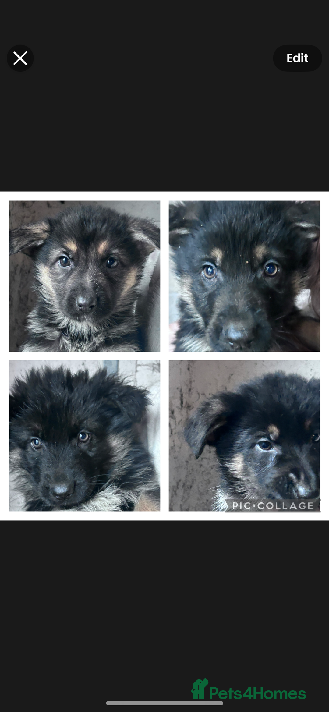 German Shepherd dogs for sale: German shepherd READY TO LEAVE - Advert 4