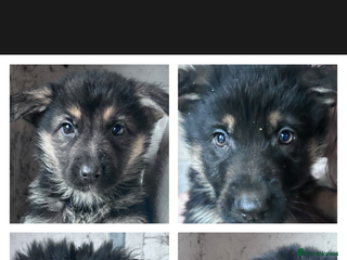 German Shepherd dogs German shepherd pups READY TO LEAVE - Advert 2