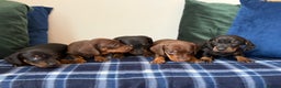 Miniature Dachshund dogs for sale: 🌸Stunning minature smooth haired dachshund🌸 - Advert 12